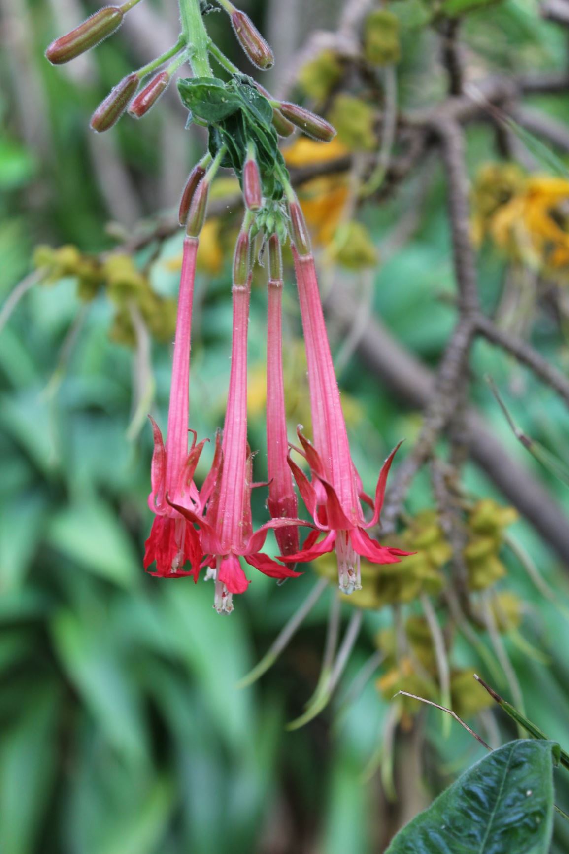Fuchsia boliviana