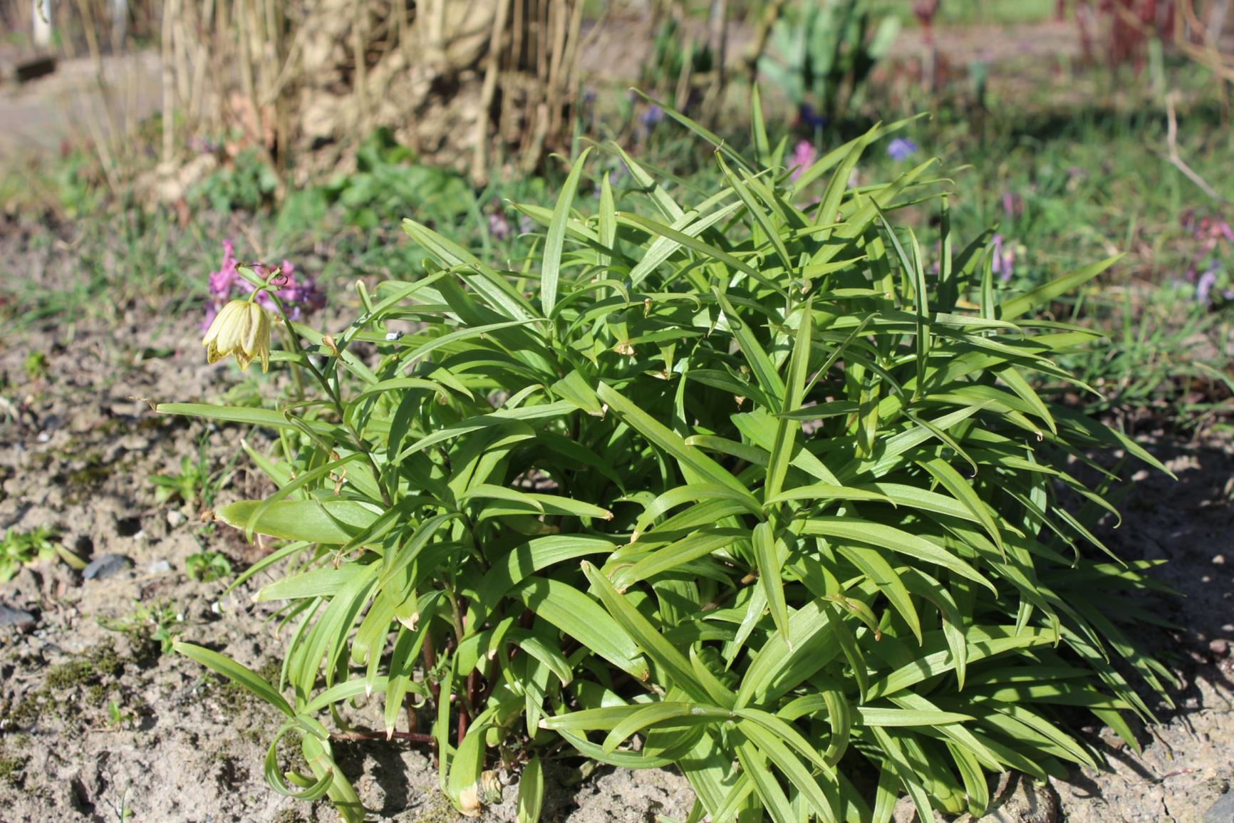Fritillaria thunbergii