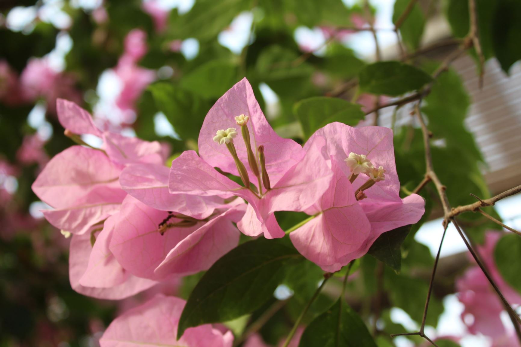 Bougainvillea glabra - Bougainville, Paper flower, lesser bougainvillea