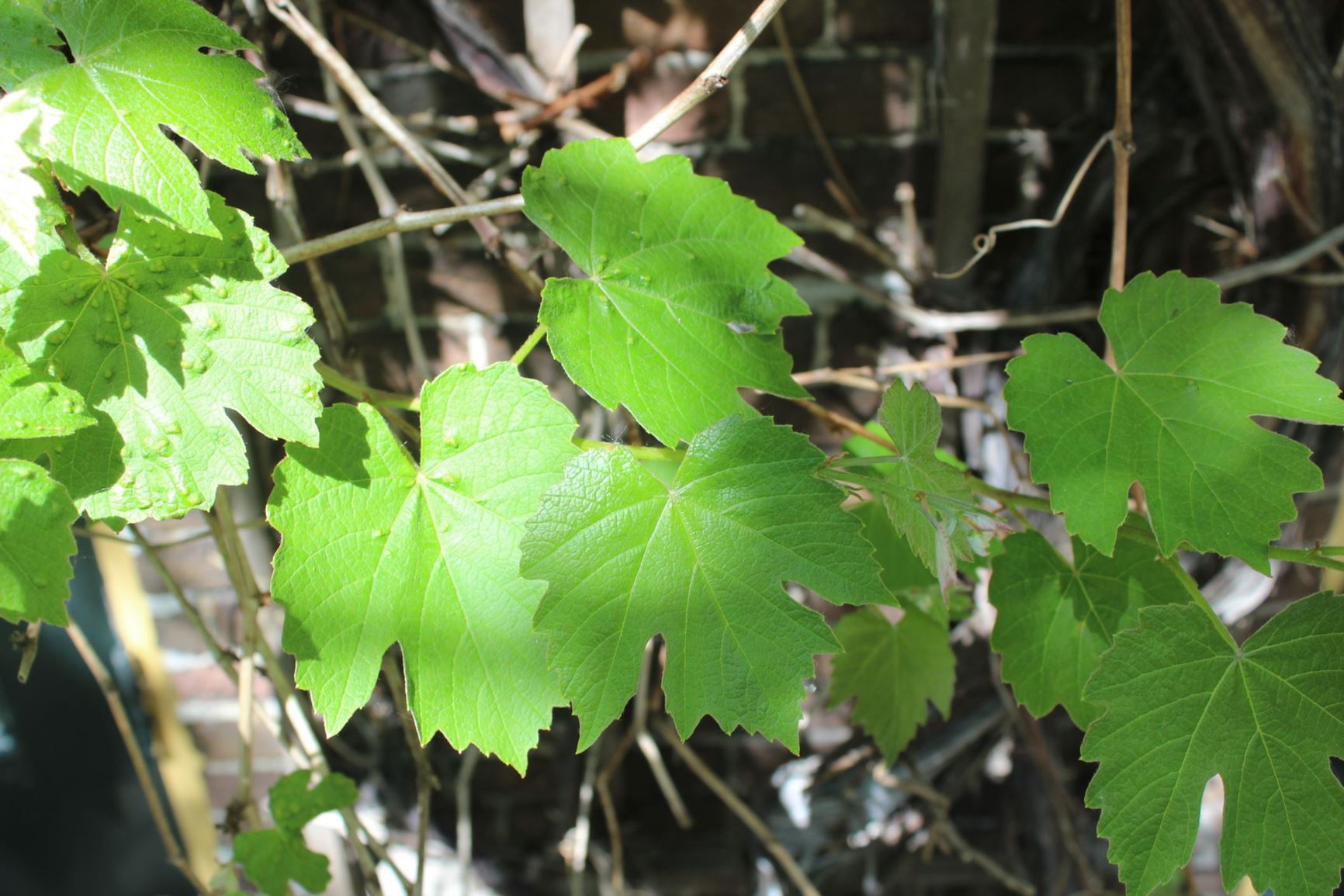 Vitis labrusca - Fox grape, slip-skin grape