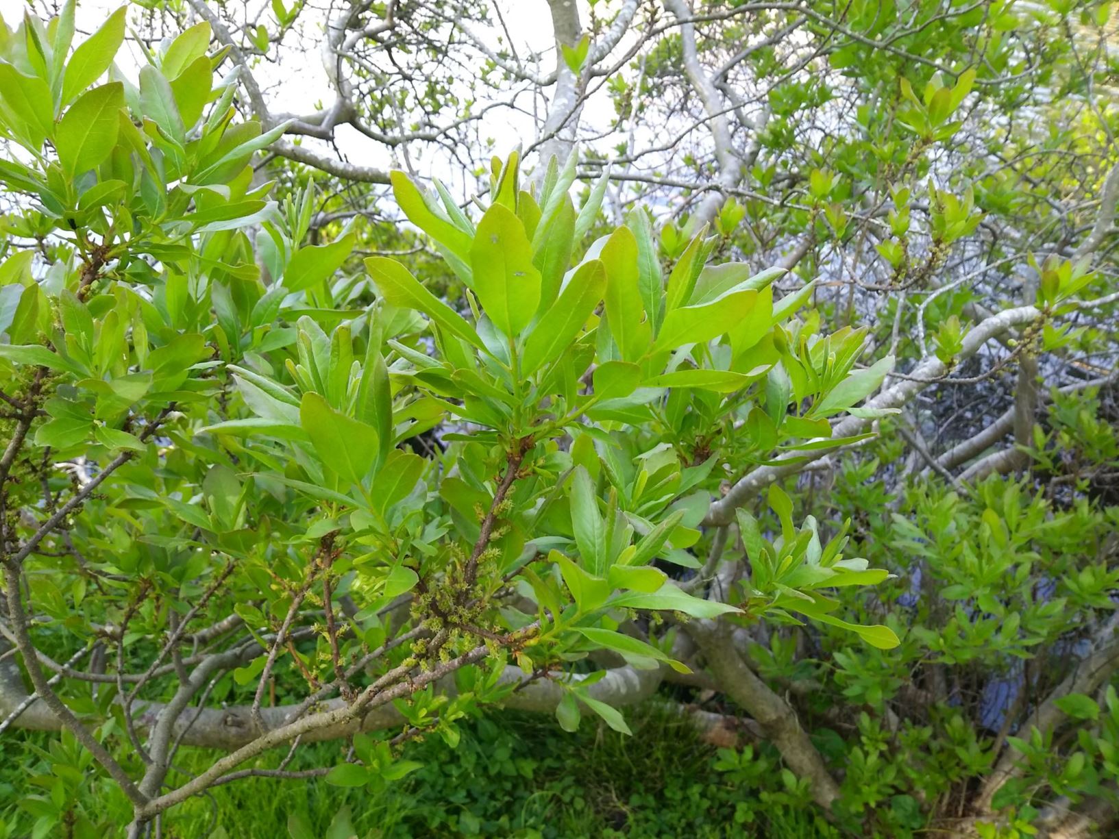 Myrica gale - Wilde gagel, Sweet gale, Bog myrtle, Meadow fern