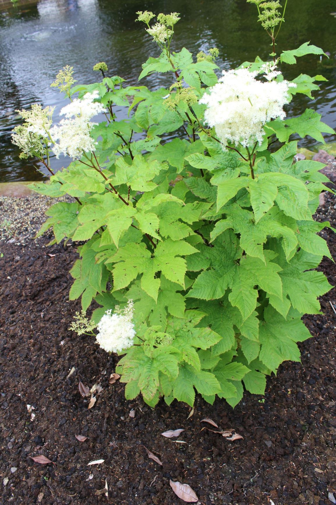 Filipendula camtschatica