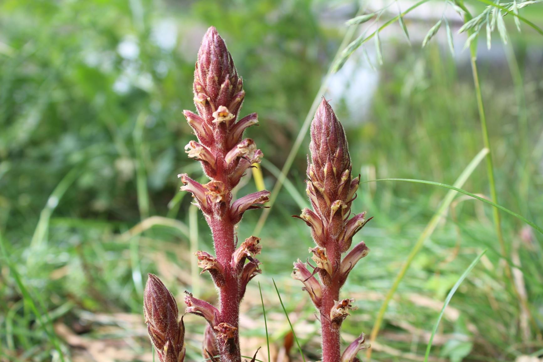 Orobanche hederae - Klimopbremraap