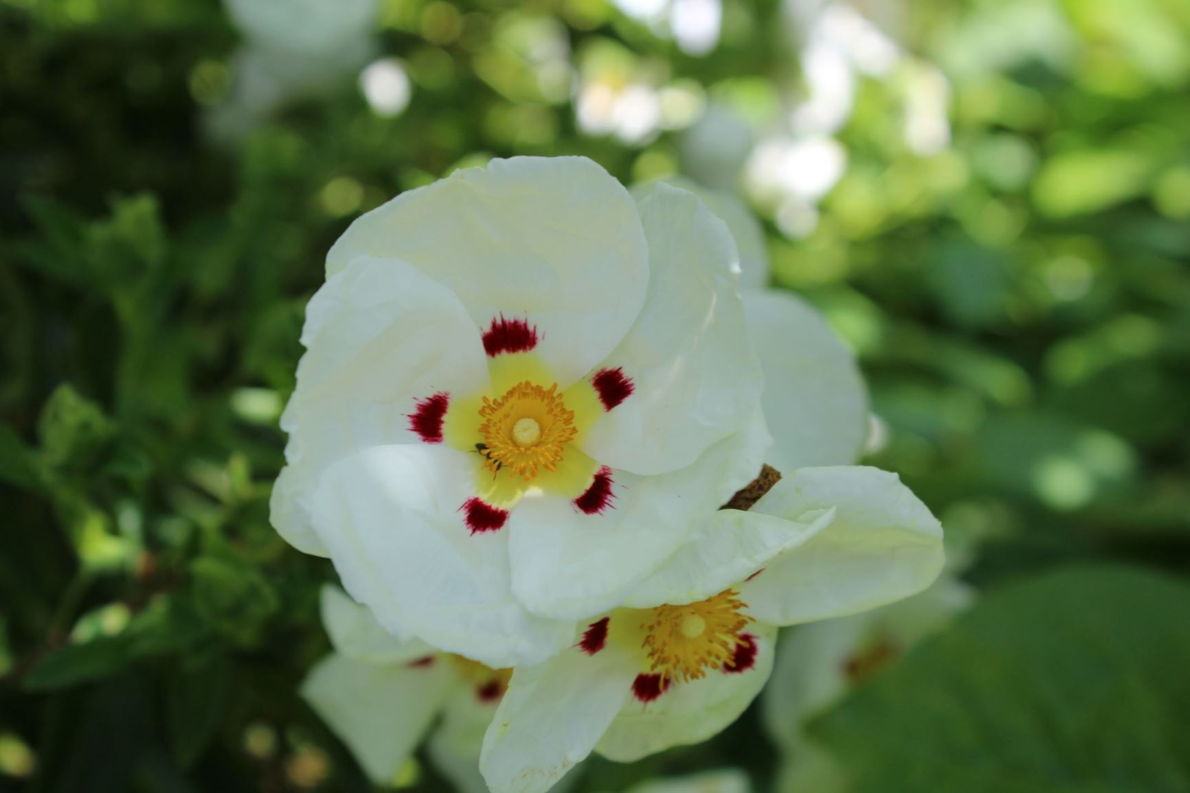 Cistus ladanifer - Laudanum, gomrotsroos, cistusroos, jara del ládano, ládano