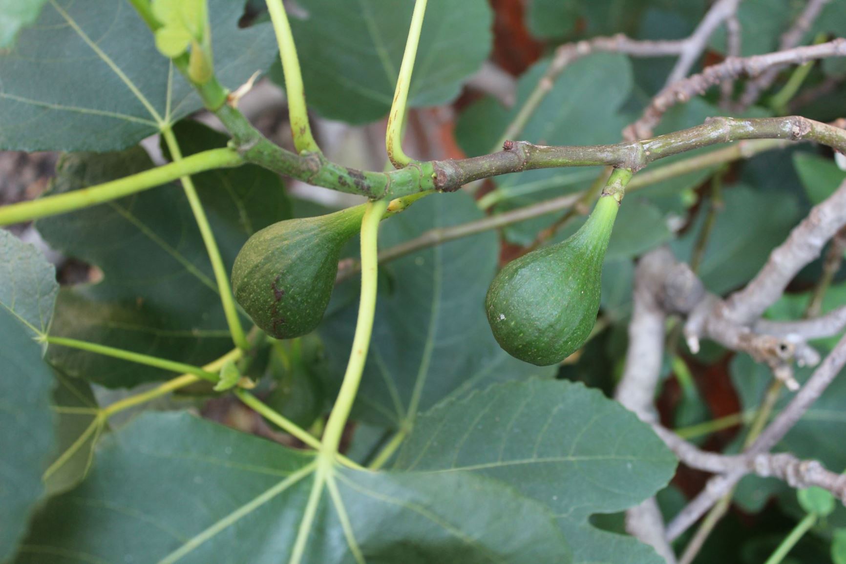 Ficus carica 'Brown Turkey' - Vijgenboom