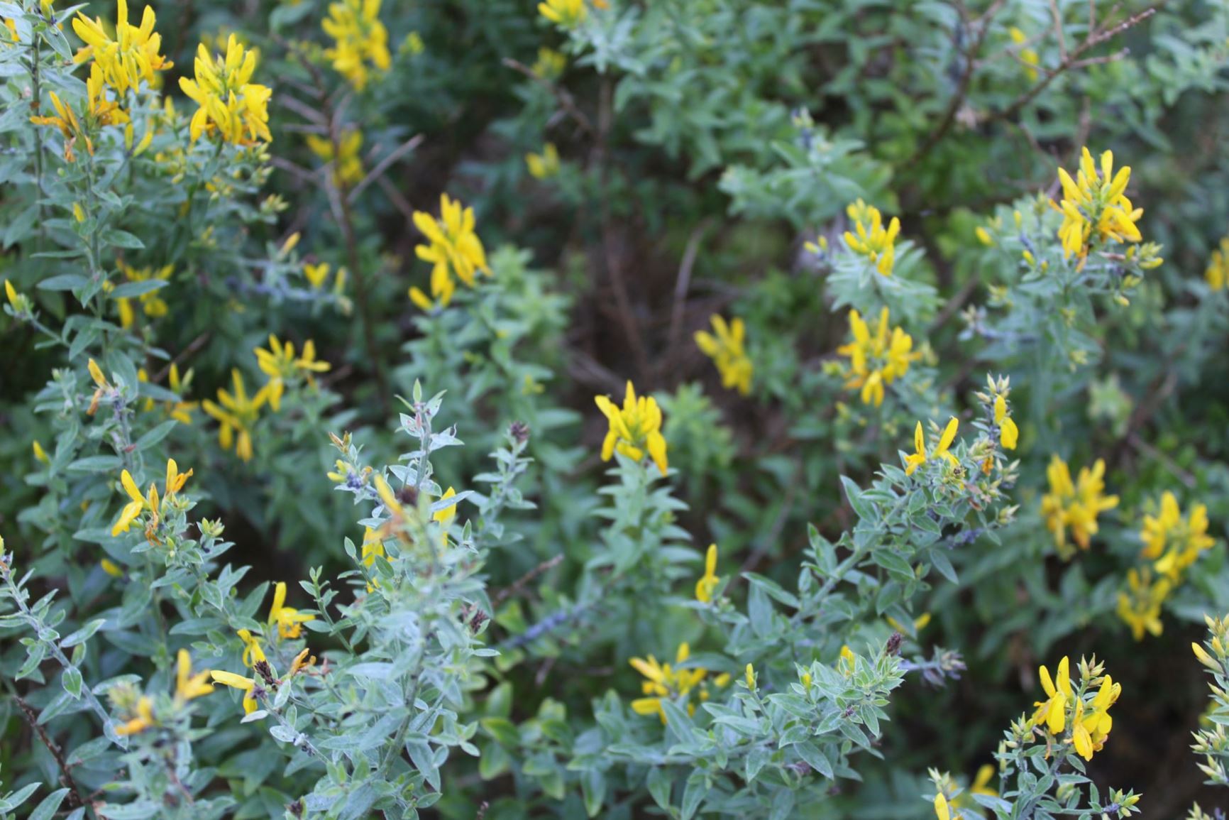 Genista tinctoria - Verfbrem, Dyer's greenweed