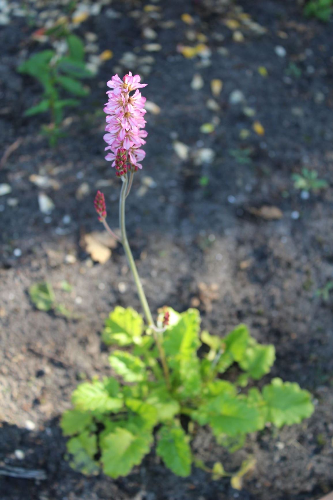 Francoa appendiculata var. sonchifolia