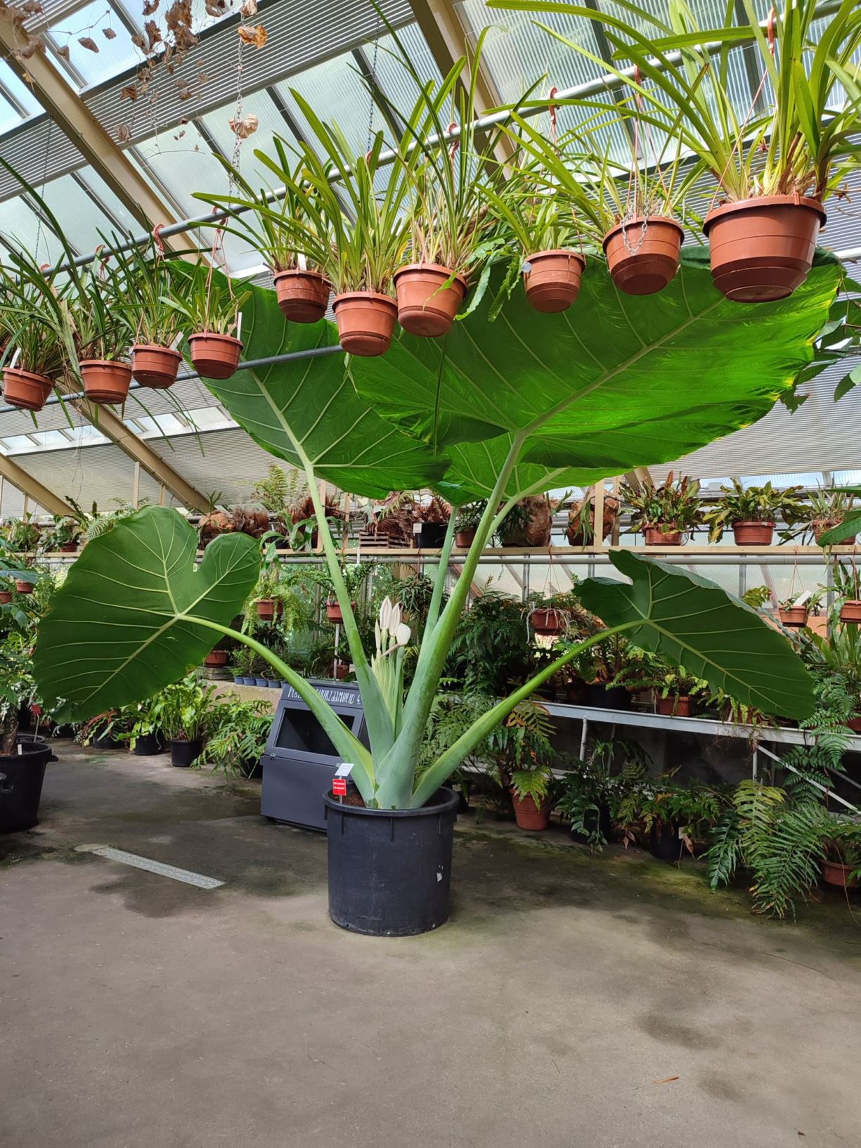 Leucocasia gigantea 'Thai Giant'