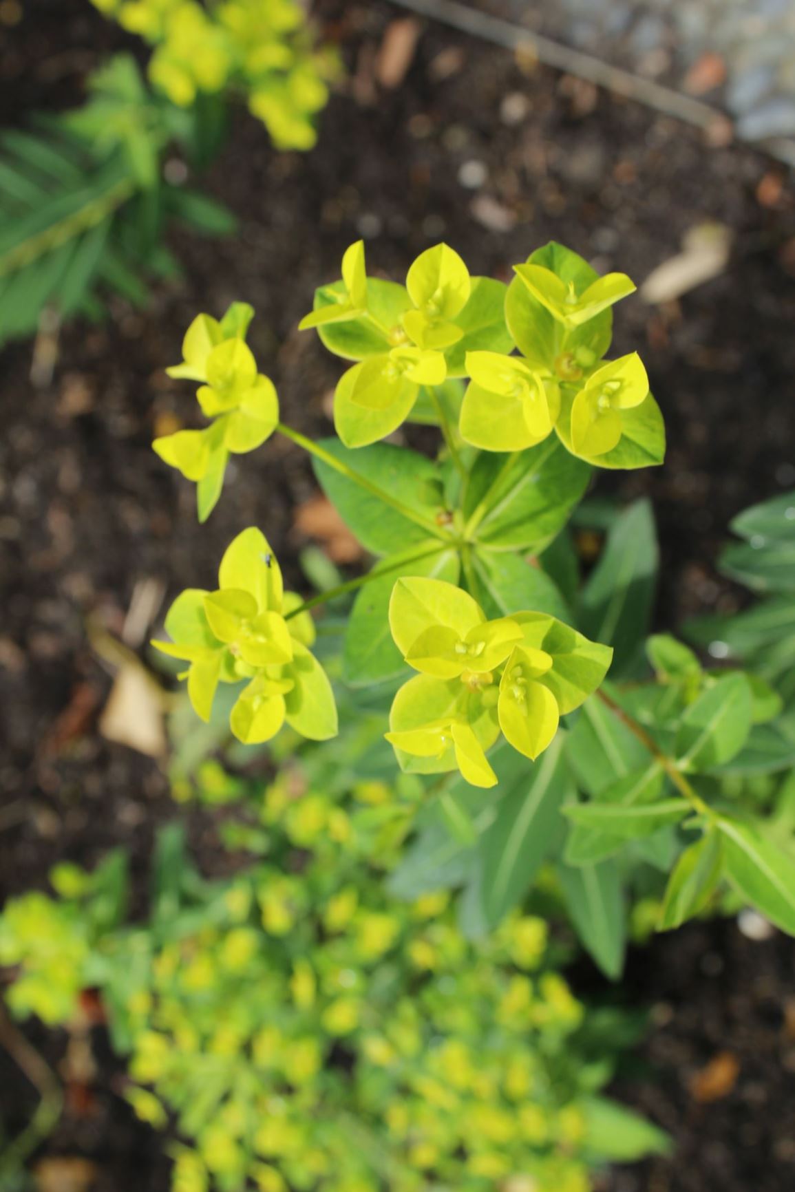 Euphorbia pekinensis - Peking spurge, 大戟 da ji