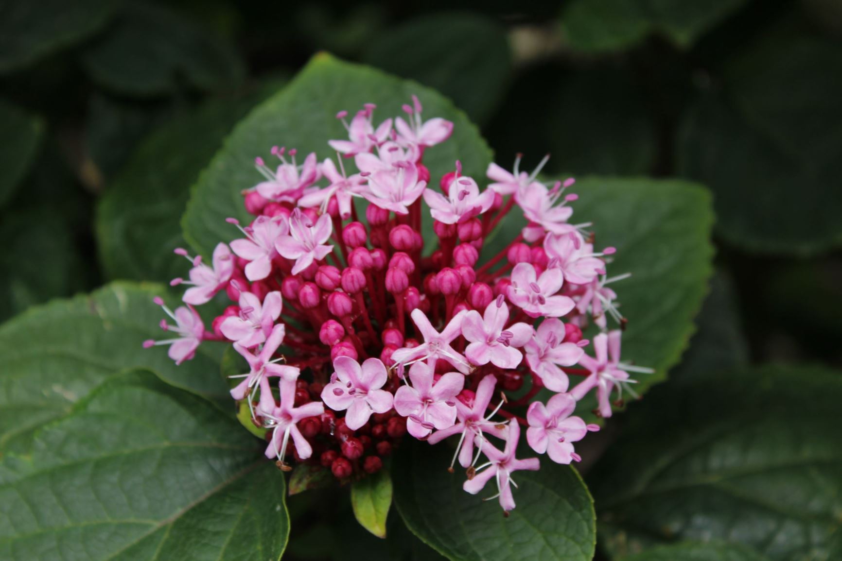 Clerodendrum bungei - Kansenboom, Pindakaasstruik, glorybower, 臭牡丹 xiu mu dan