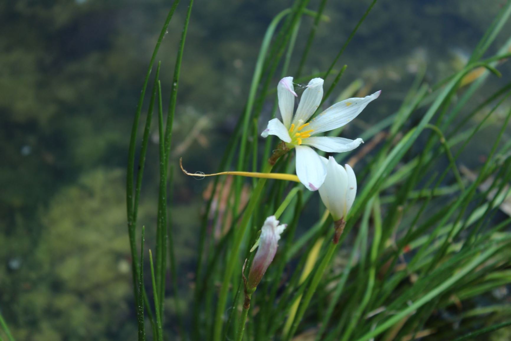 Zephyranthes candida - Moeraslelie