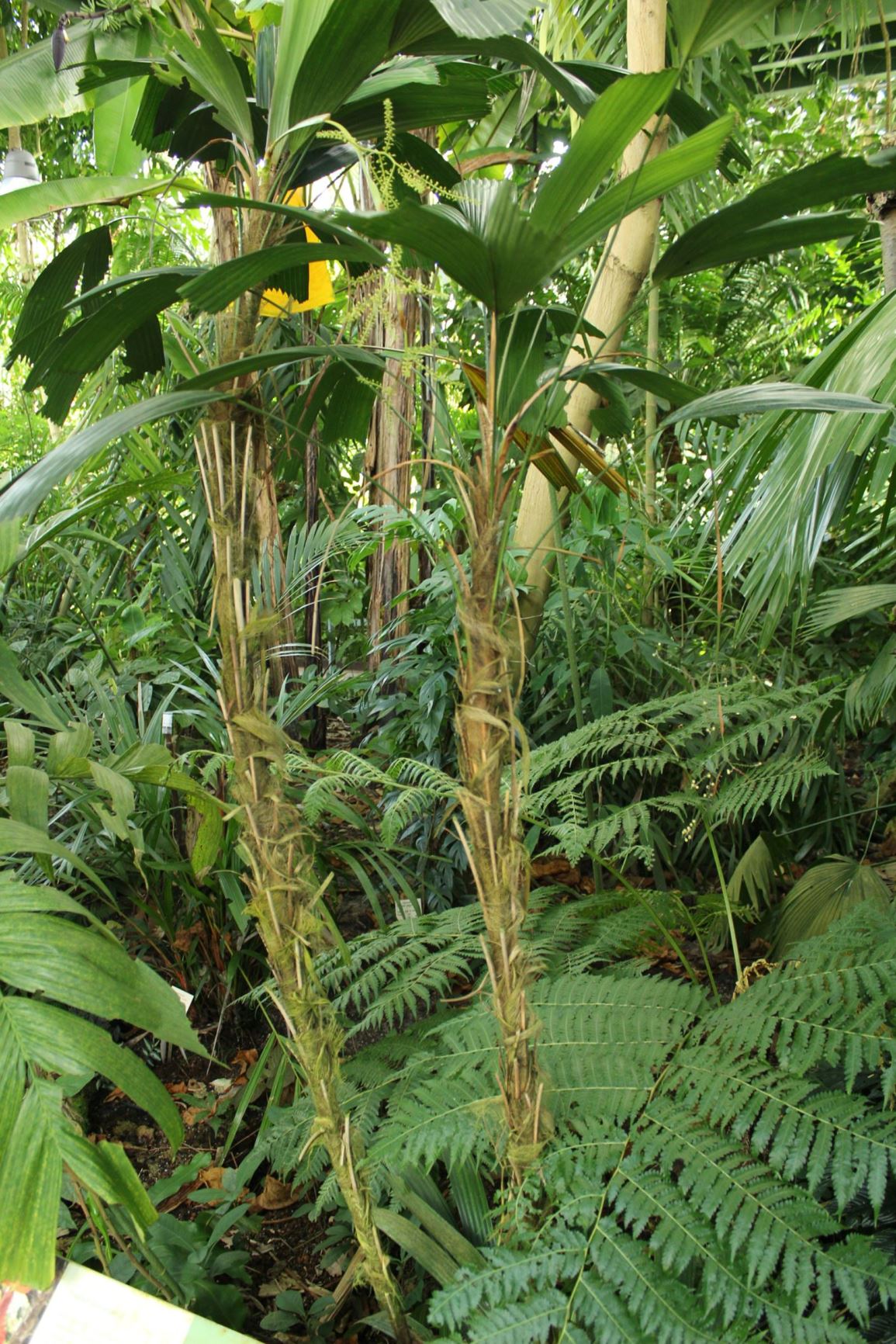 Licuala anomala | Hortus Botanicus Leiden, Netherlands