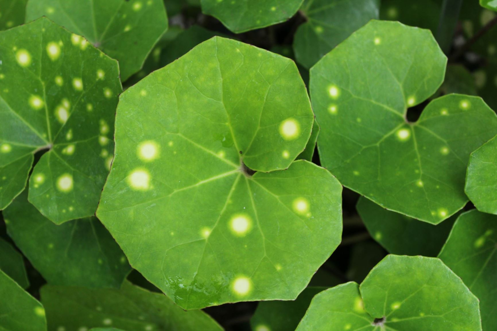 Farfugium japonicum 'Aureomaculatum'