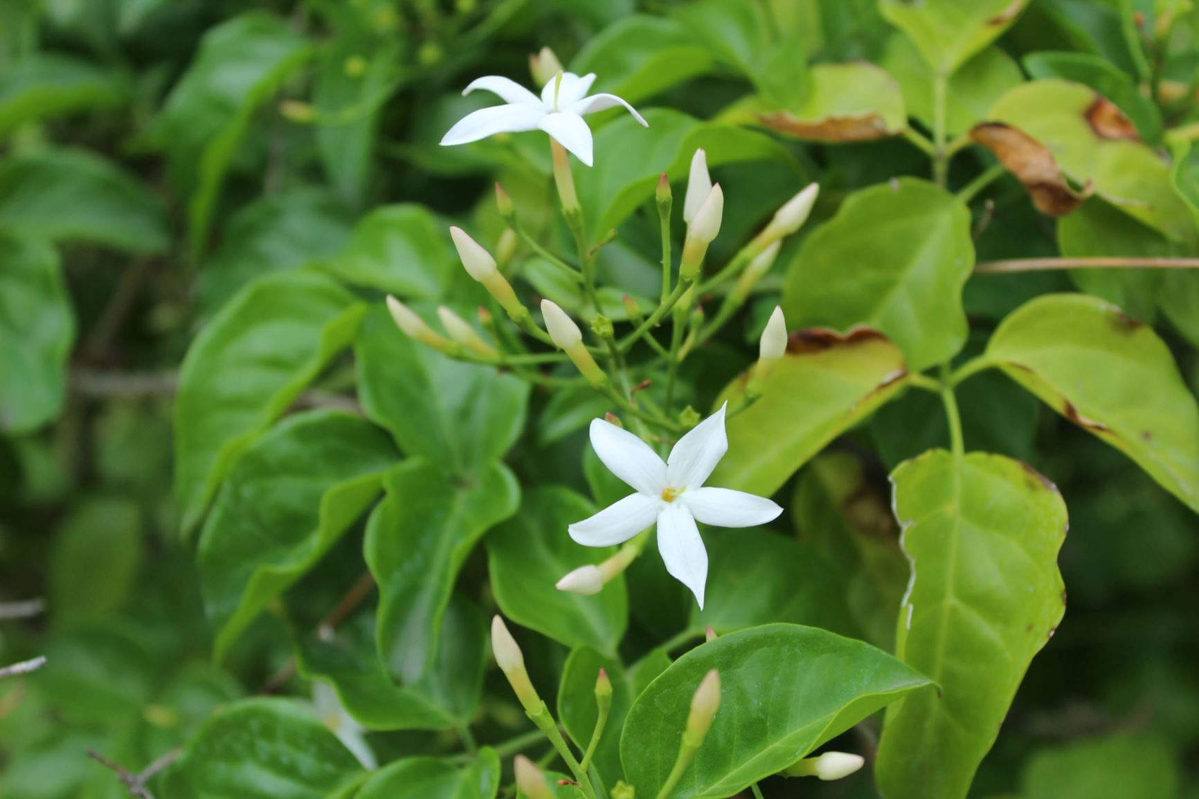 Jasminum azoricum - Lemon-scented jasmine | Hortus Botanicus Leiden ...