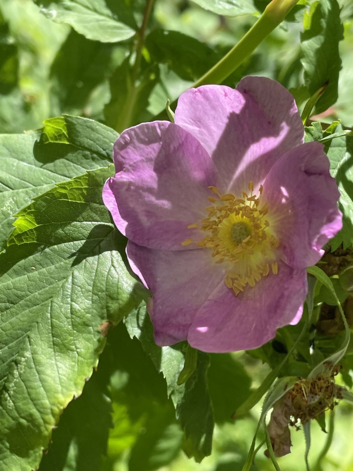 Rosa × mariae-graebneriae