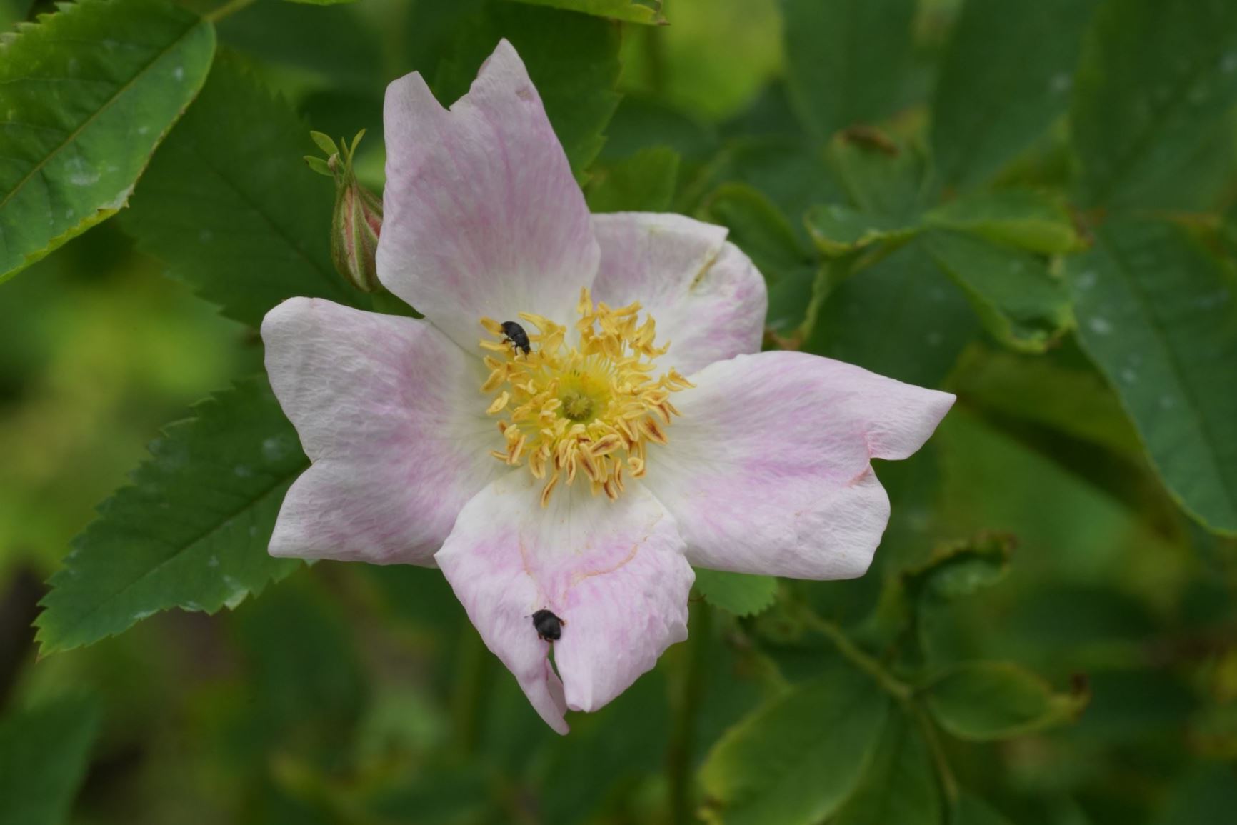 Rosa californica - California wildrose