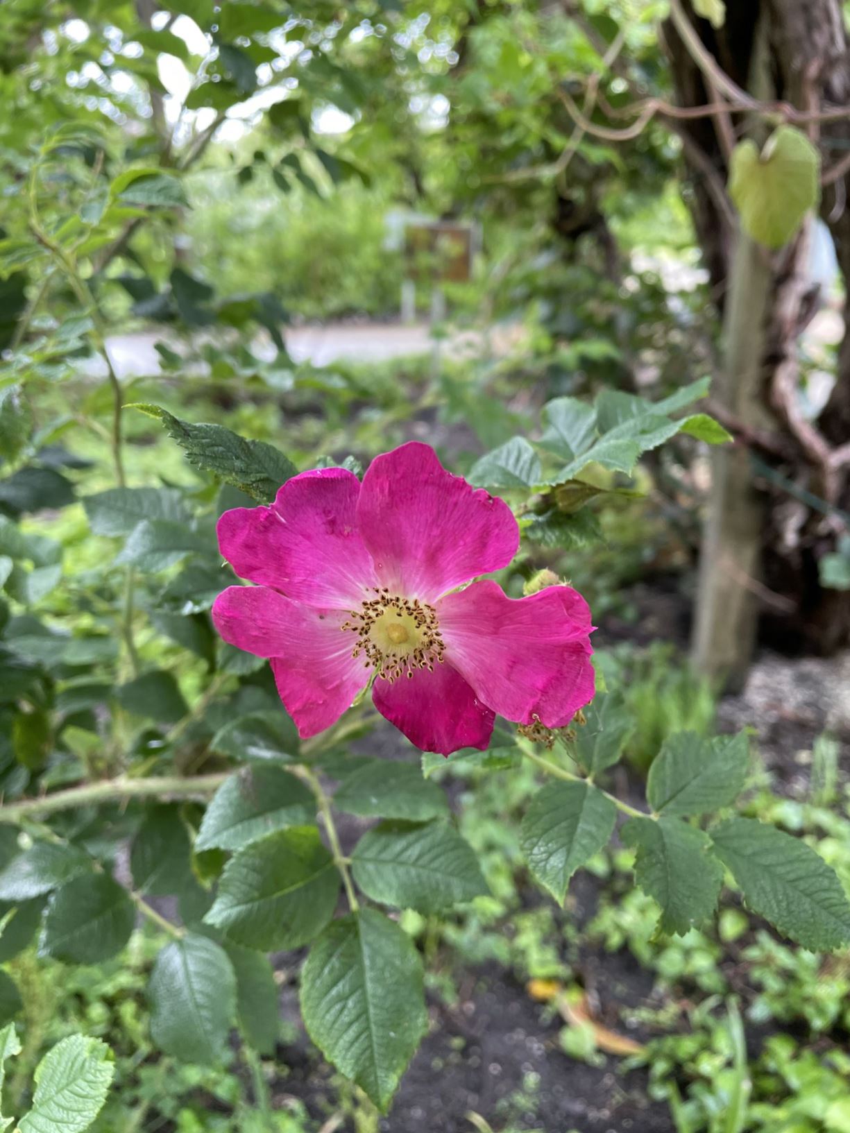 Rosa gymnocarpa - Dwarf rose, baldhip rose, wood rose | Hortus ...
