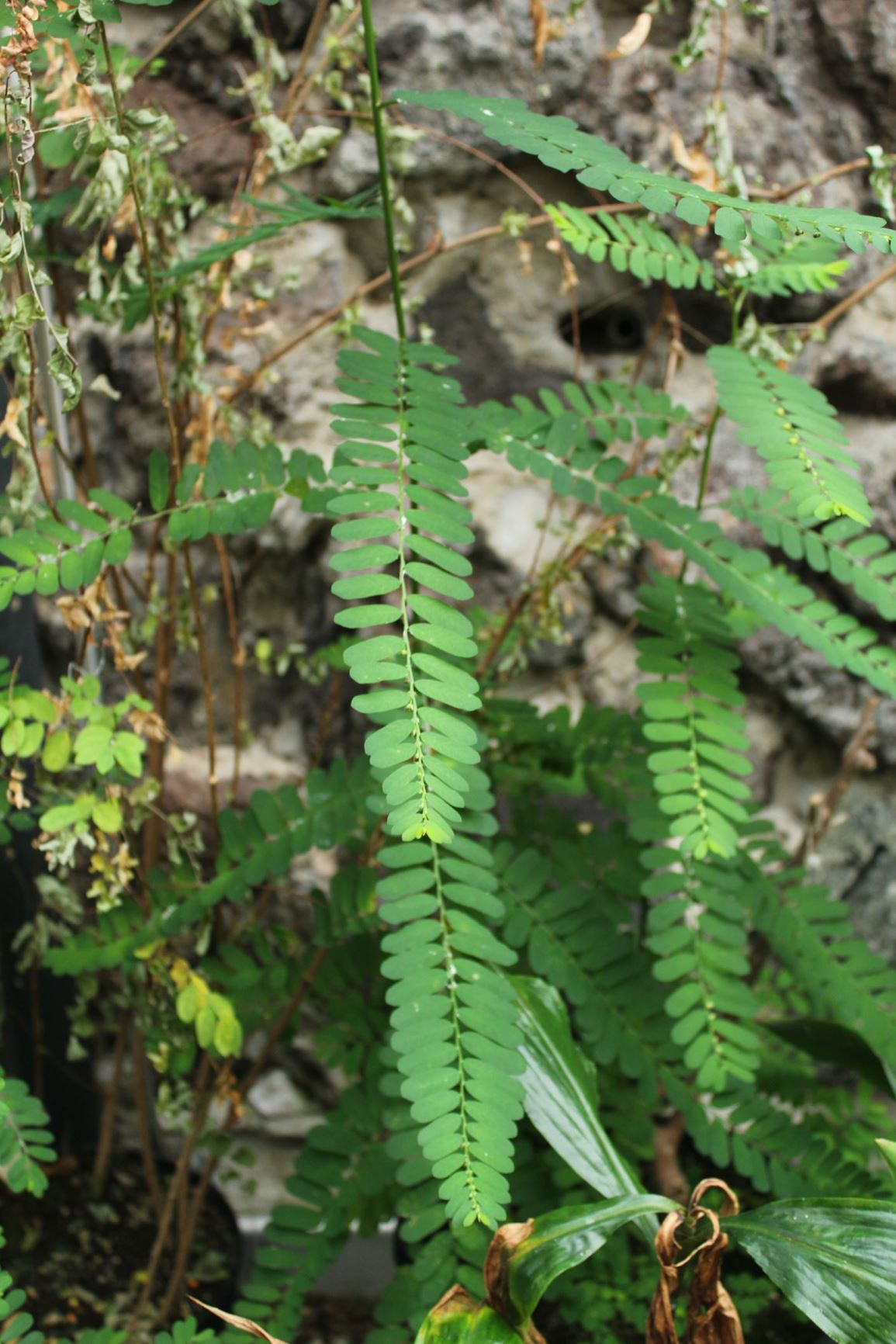 Phyllanthus odontadenius