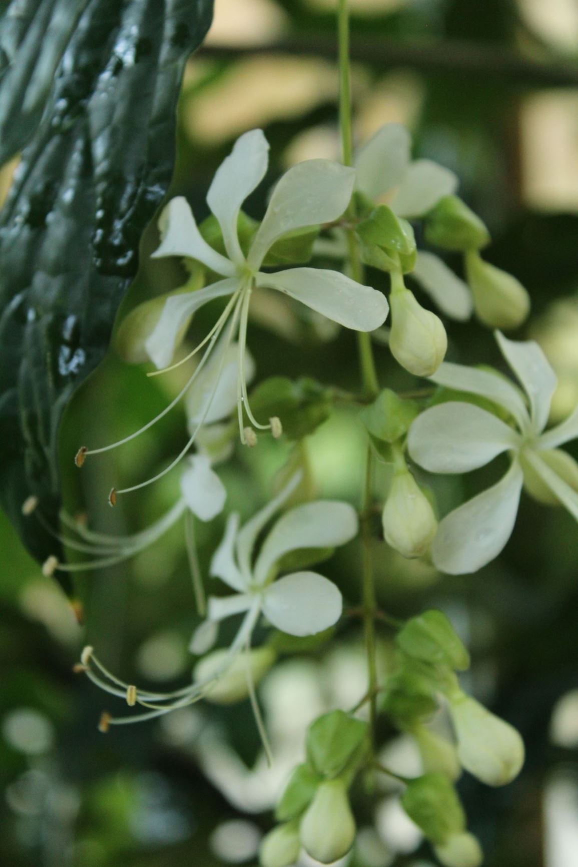 Clerodendrum nutans Bridal Veil, Nodding Clerodendrum Hortus