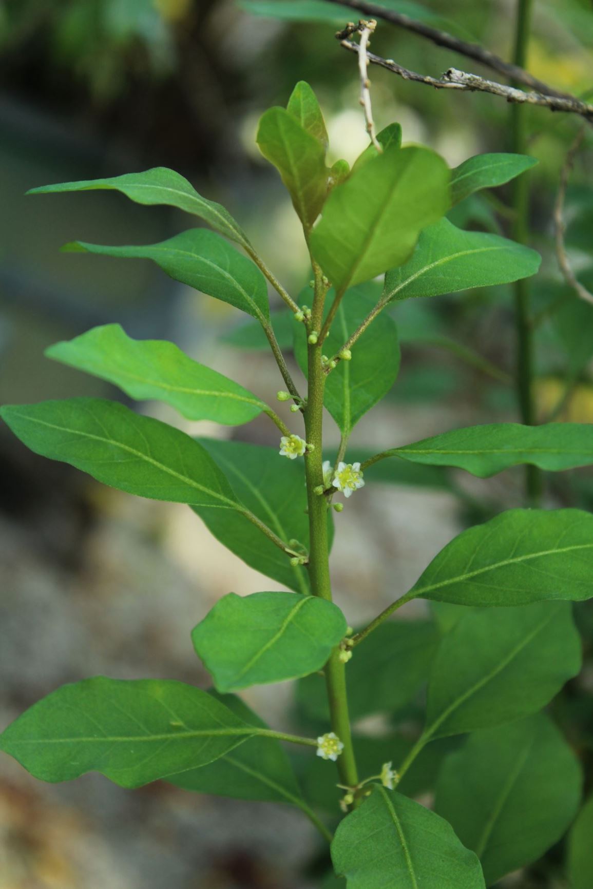 Clutia pulchella