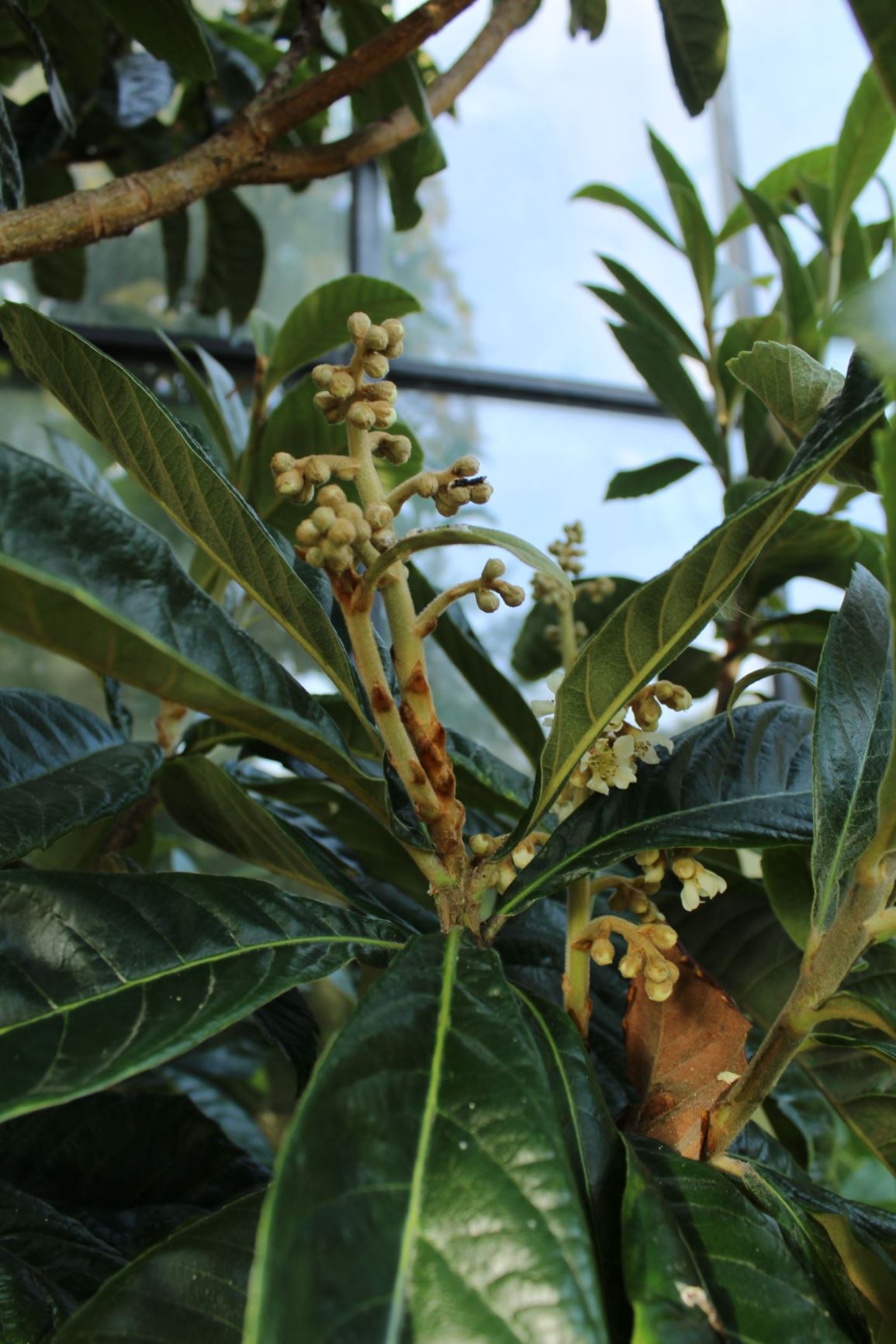 Eriobotrya japonica Japanse mispel, Loquat Hortus Botanicus Leiden, Netherlands Eriobotrya japonica Japanse mispel, Loquat Hortus Botanicus Leiden, Netherlands