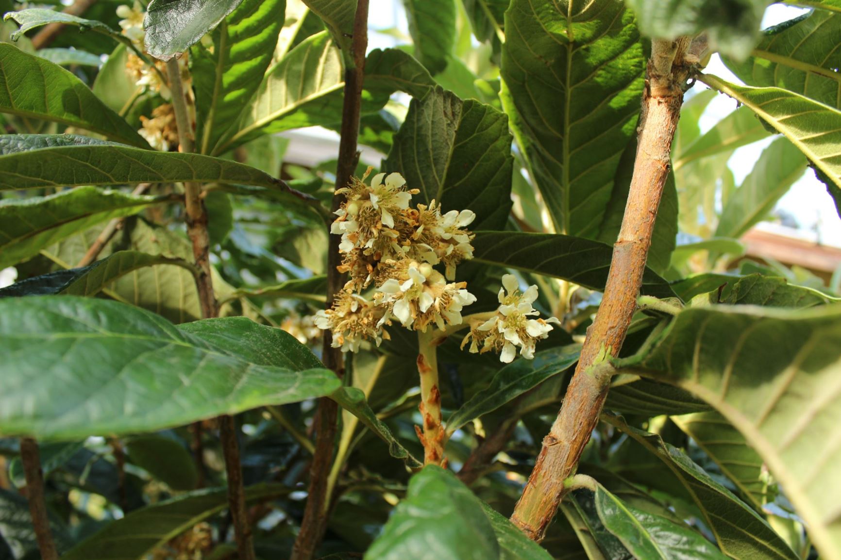 Eriobotrya japonica Japanse mispel, Loquat Hortus Botanicus Leiden, Netherlands Eriobotrya japonica Japanse mispel, Loquat Hortus Botanicus Leiden, Netherlands