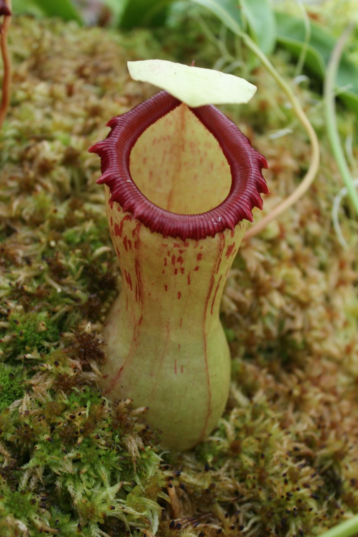 Nepenthes ventricosa