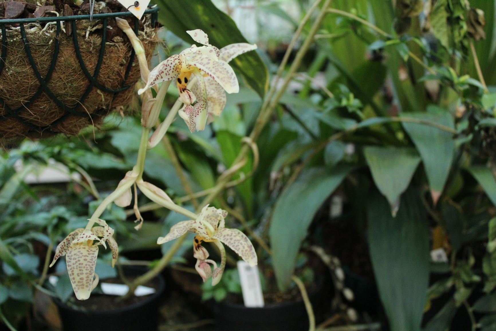 Stanhopea oculata | Hortus Botanicus Leiden, Netherlands