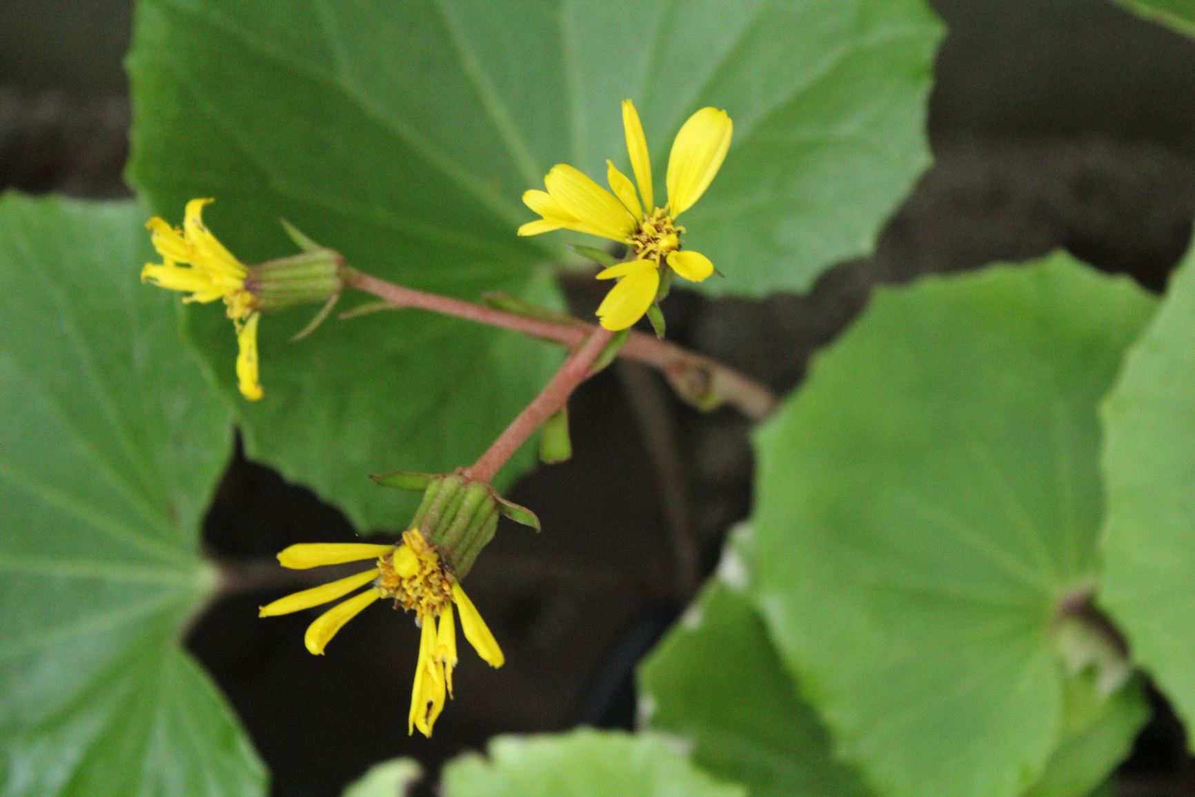 Farfugium japonicum 'Variegatum'