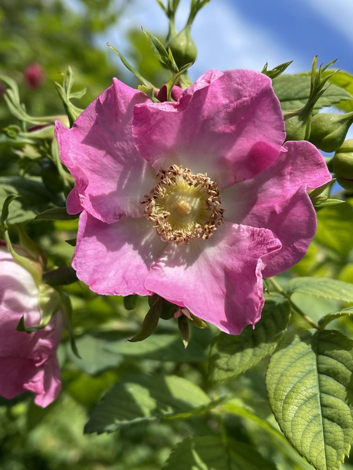 Rosa setipoda - 刺梗蔷薇 ci geng qiang wei | Hortus Botanicus Leiden ...