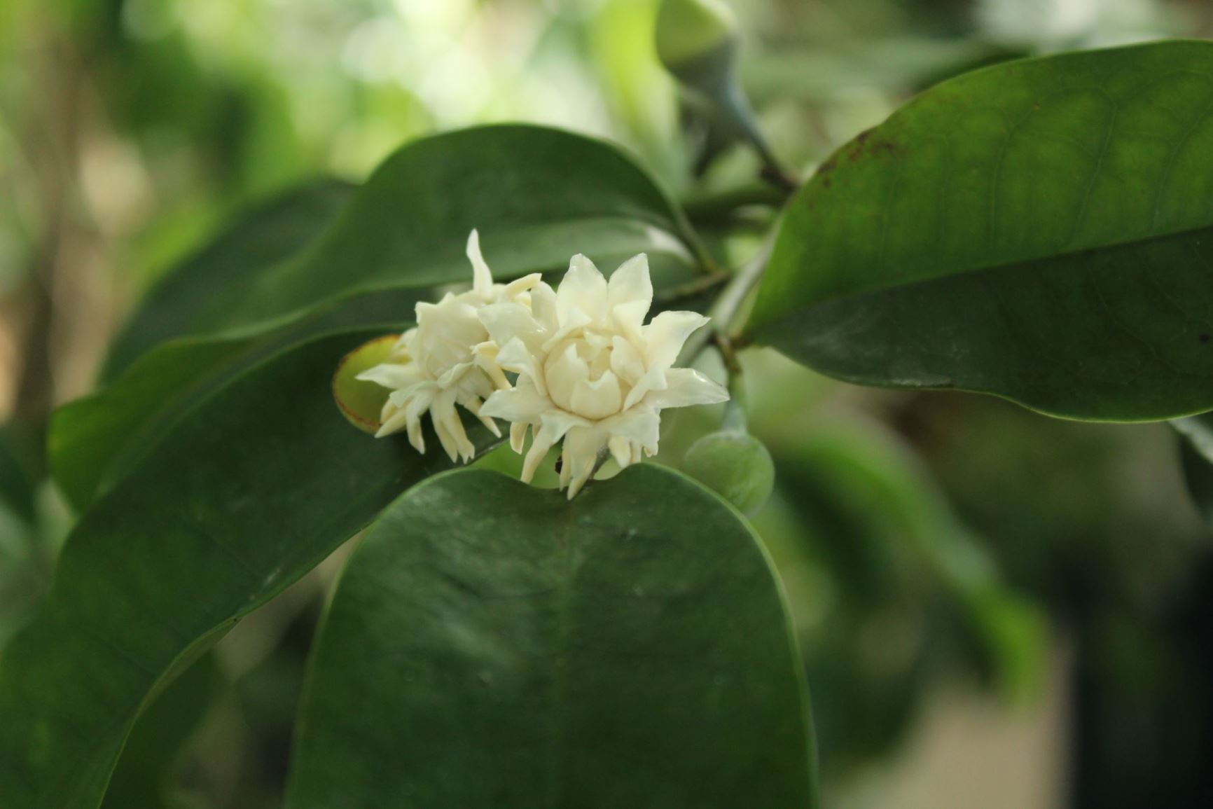 Eupomatia laurina - bolwarra, native guava, copper laurel