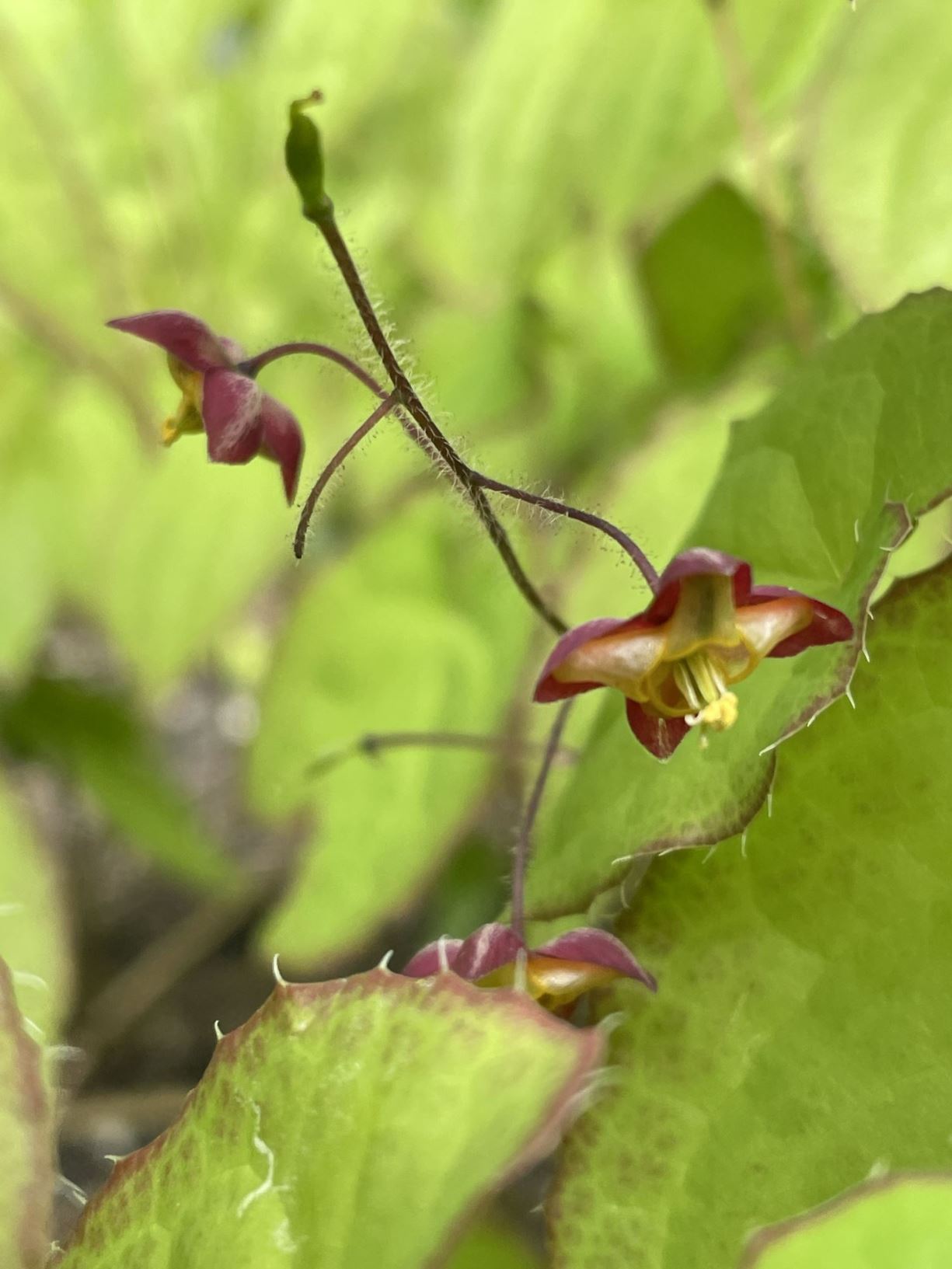 Epimedium alpinum - Epimedium, muiltjesbloem, Barren Wort