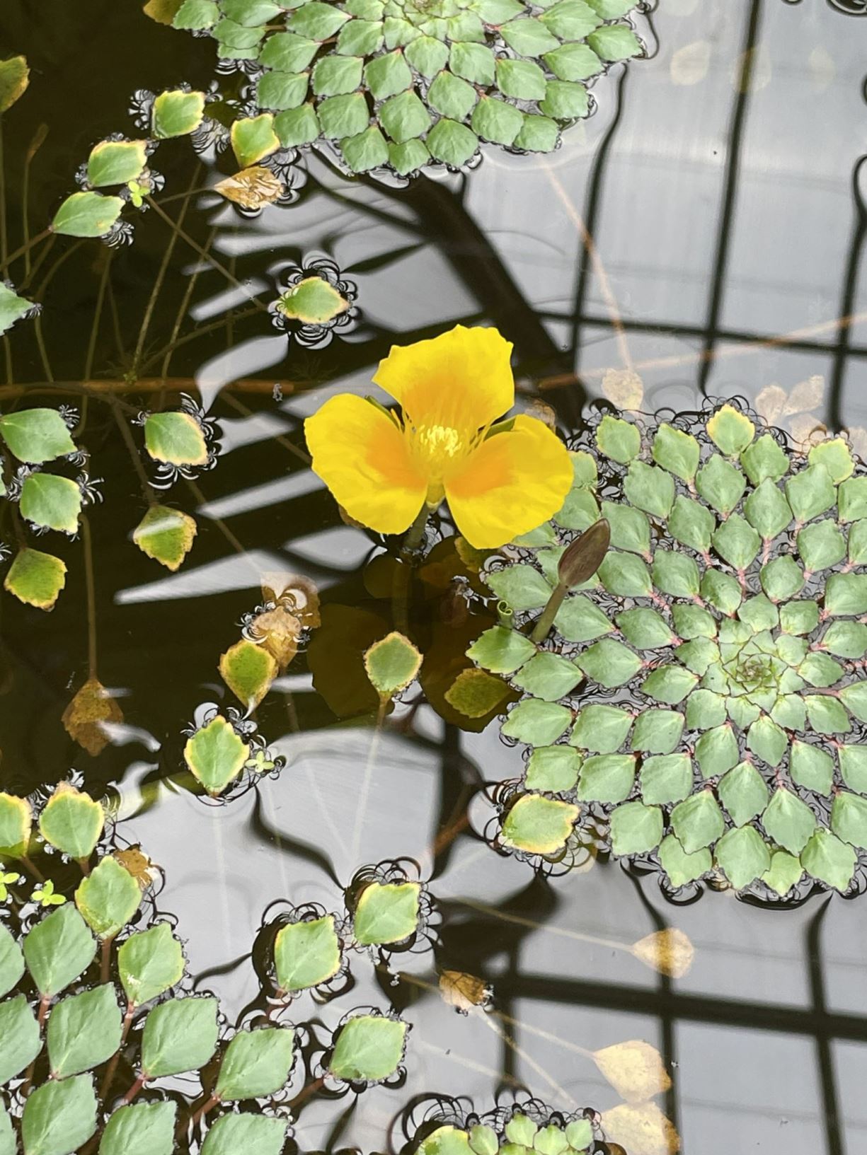 Ludwigia sedioides - Mosaic flower, false loosestrife