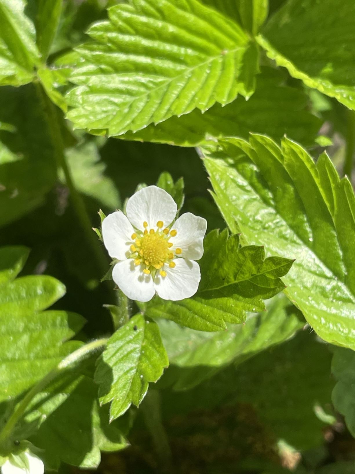 Fragaria vesca