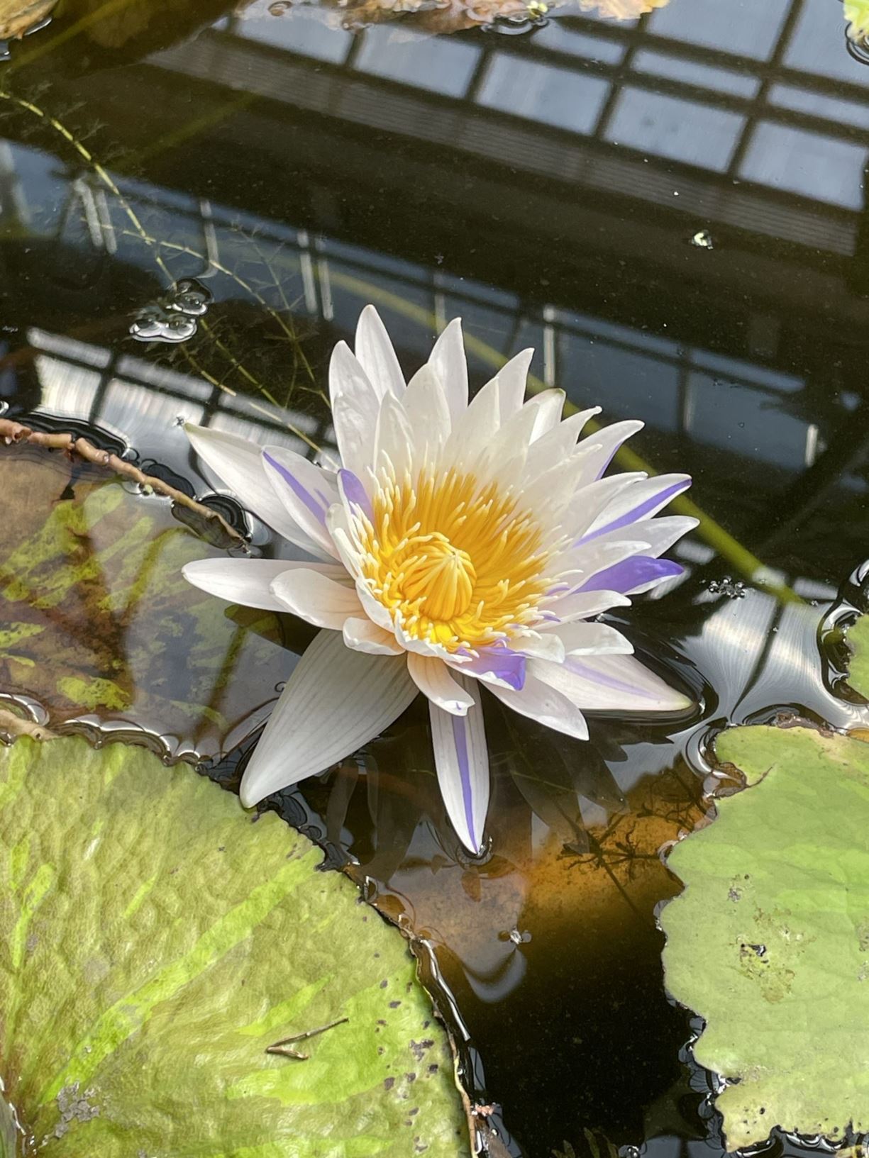 Nymphaea 'Suwanna Pink'