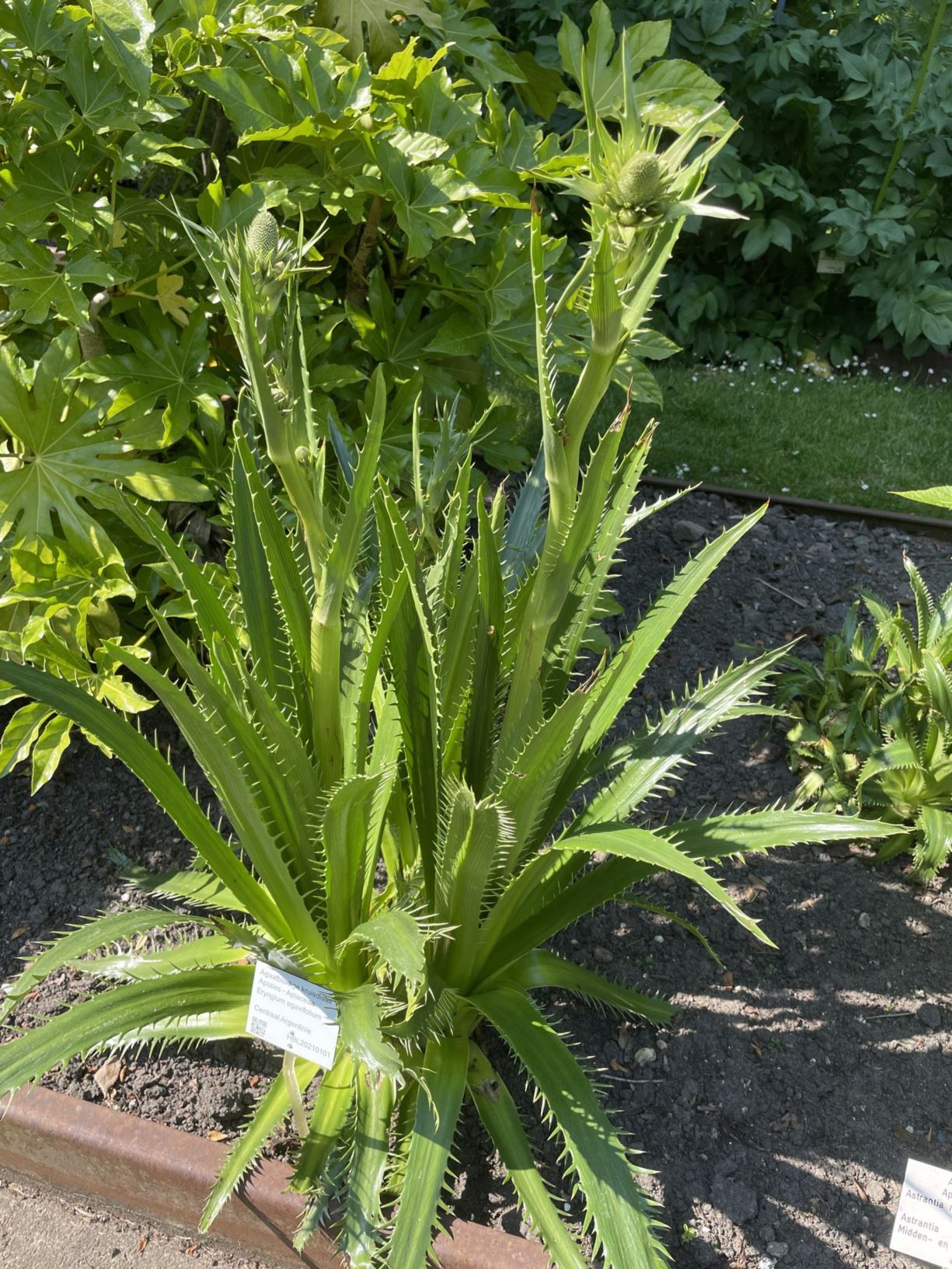 eryngium-agavifolium-agaafbladige-kruisdistel-agave-leaved-sea-holly
