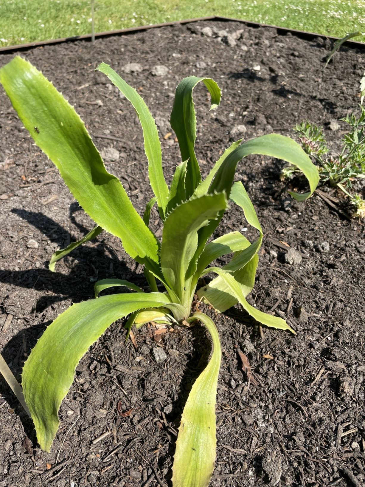 eryngium-agavifolium-agaafbladige-kruisdistel-agave-leaved-sea-holly
