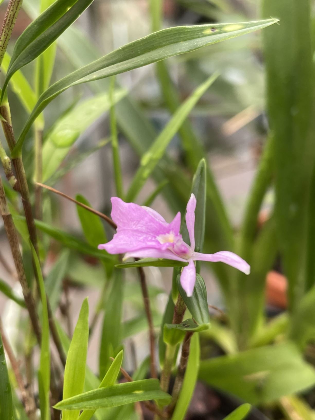 Epidendrum centropetalum