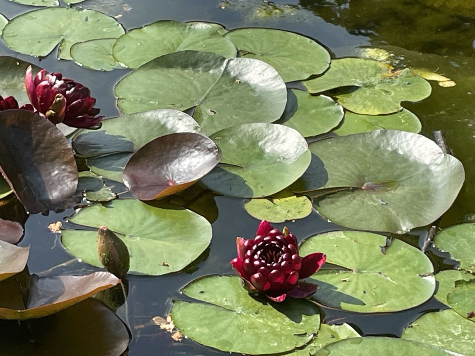 Nymphaea 'Black Princess'