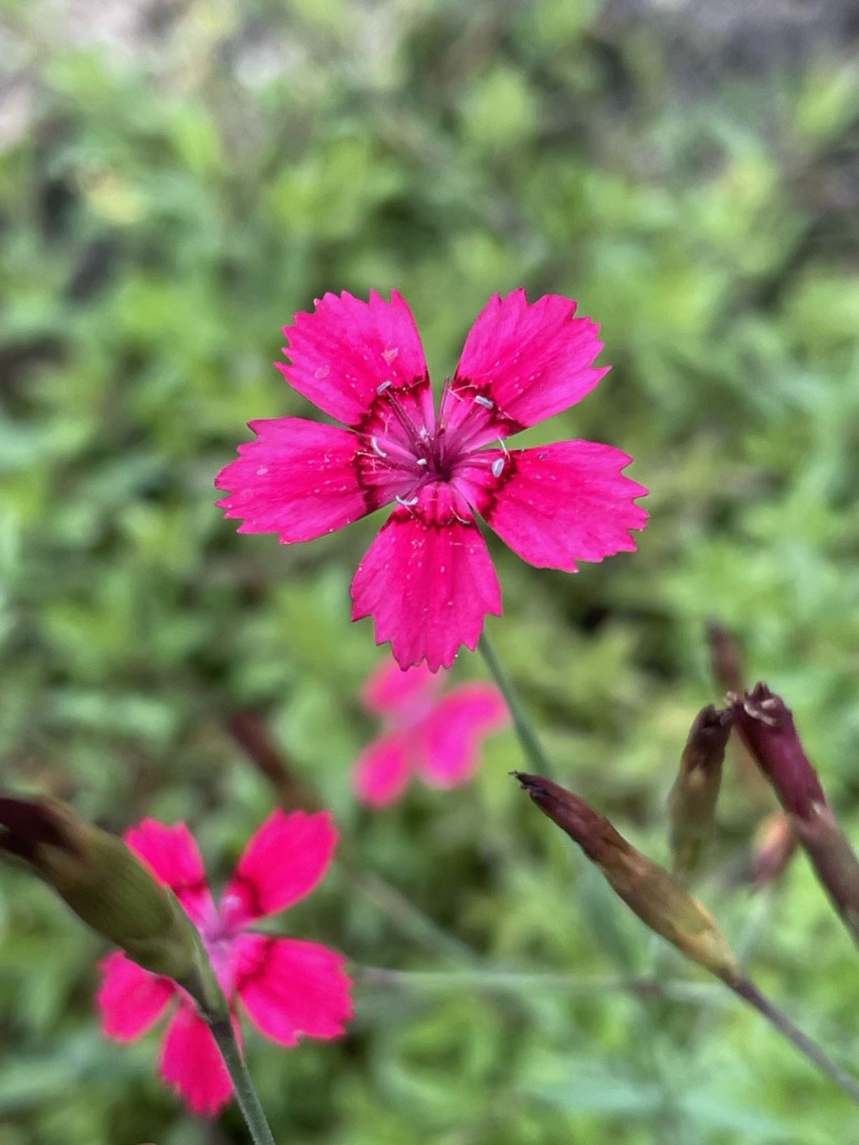 Dianthus deltoides - Steenanjer, Maiden pink