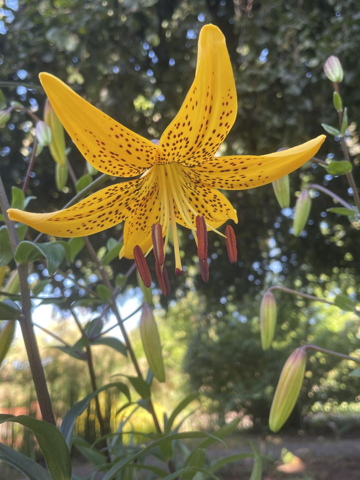 Lilium leichtlinii - Leichtlin's lily, Lesser tiger lily