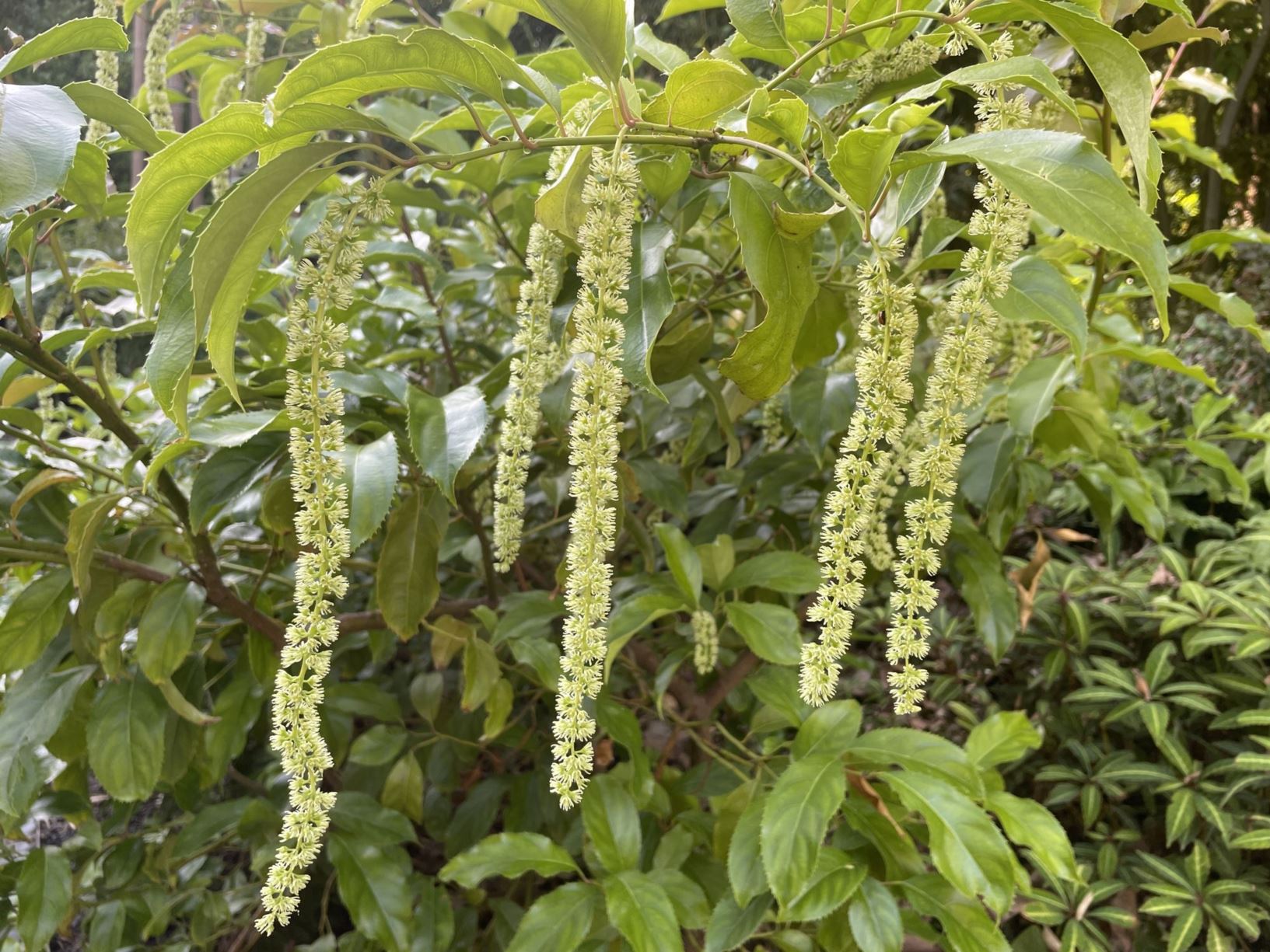 Itea yunnanensis - 滇鼠刺 dian shu ci | Hortus Botanicus Leiden, Netherlands