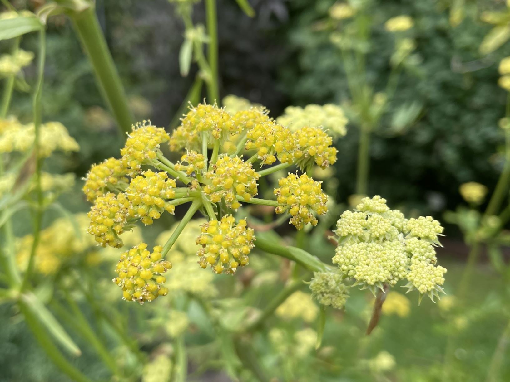 Levisticum officinale - Maggiplant, lavas, Lovage