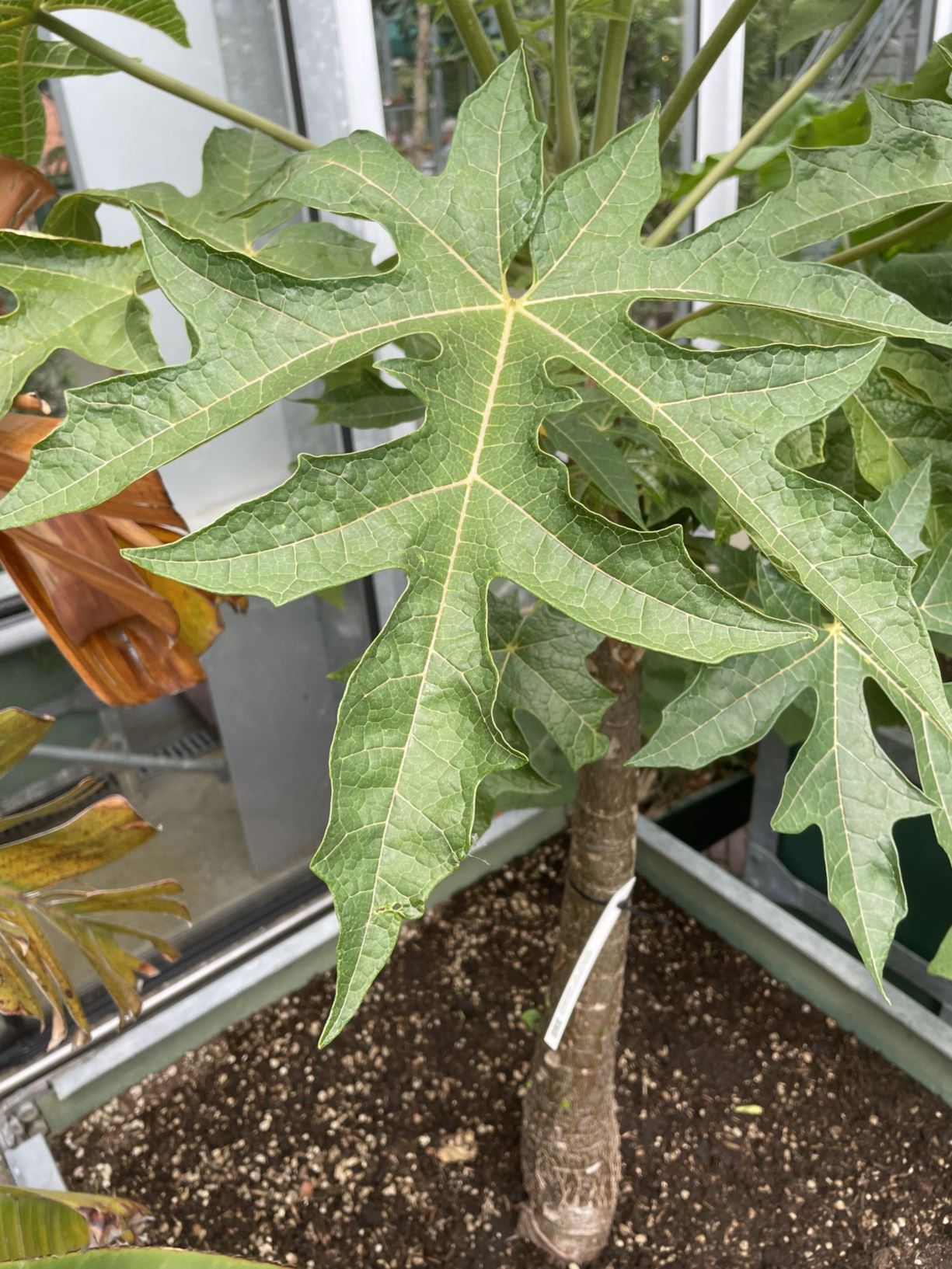 Vasconcellea pubescens 'Serena' - Bergpapaya, Mountain papaya | Hortus ...