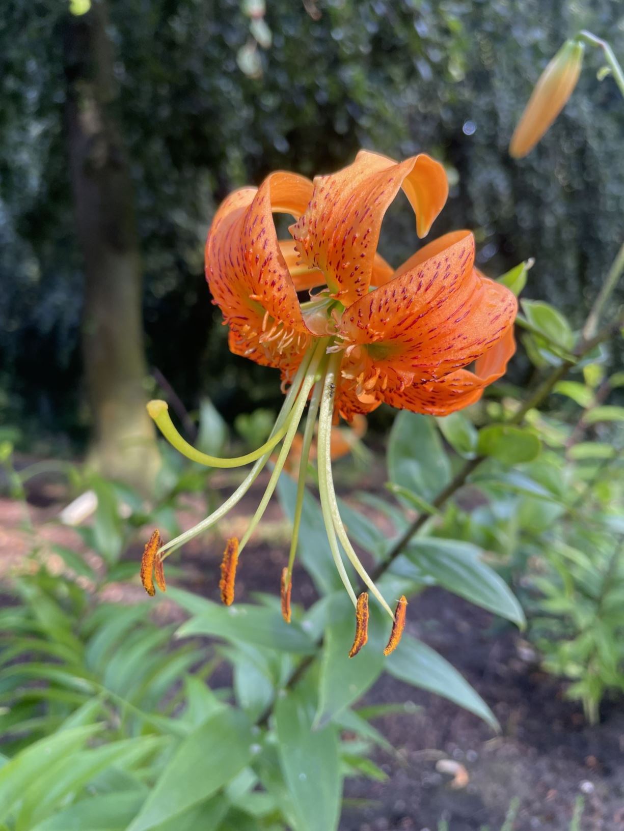 Lilium henryi Hortus Botanicus Leiden, Netherlands