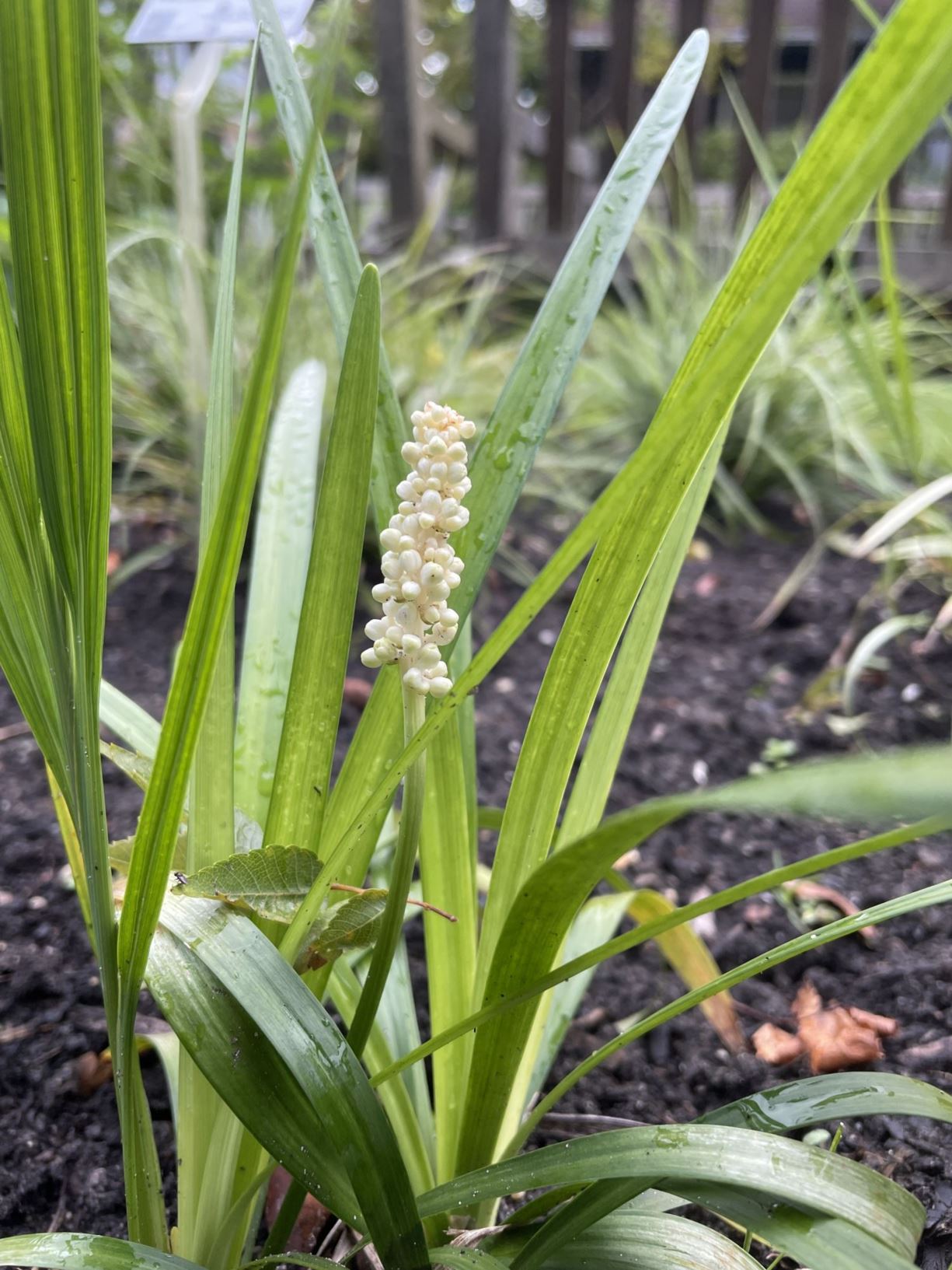 Liriope muscari 'Alba'