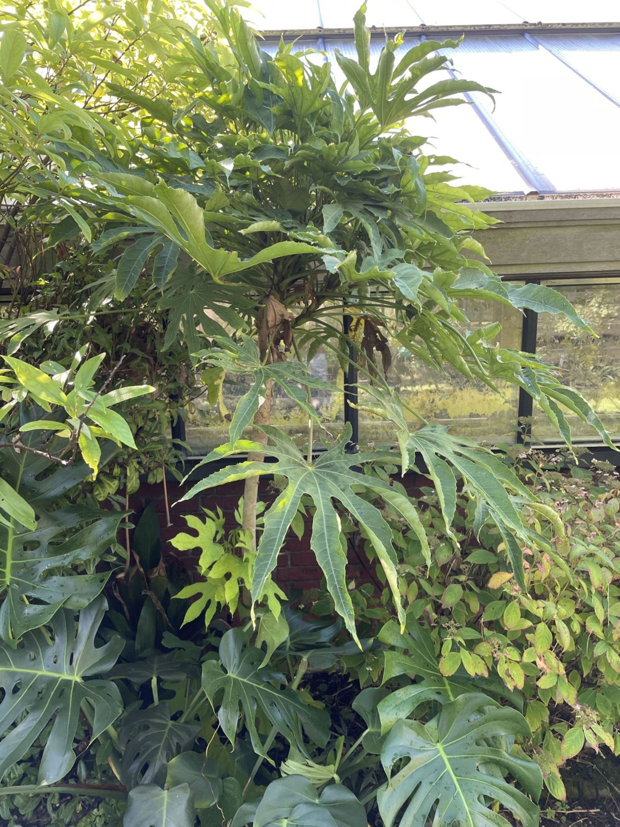 Fatsia polycarpa 'Green Fingers'