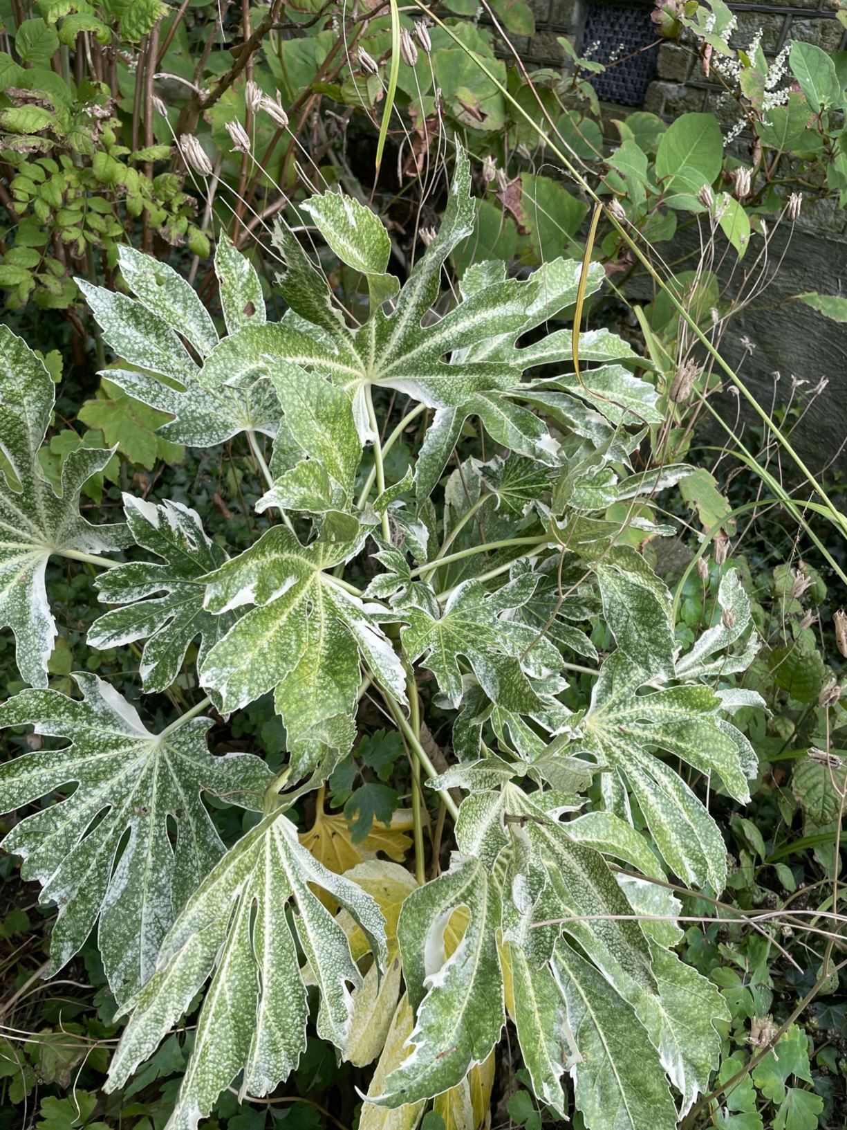 Fatsia japonica 'Spiders Web'