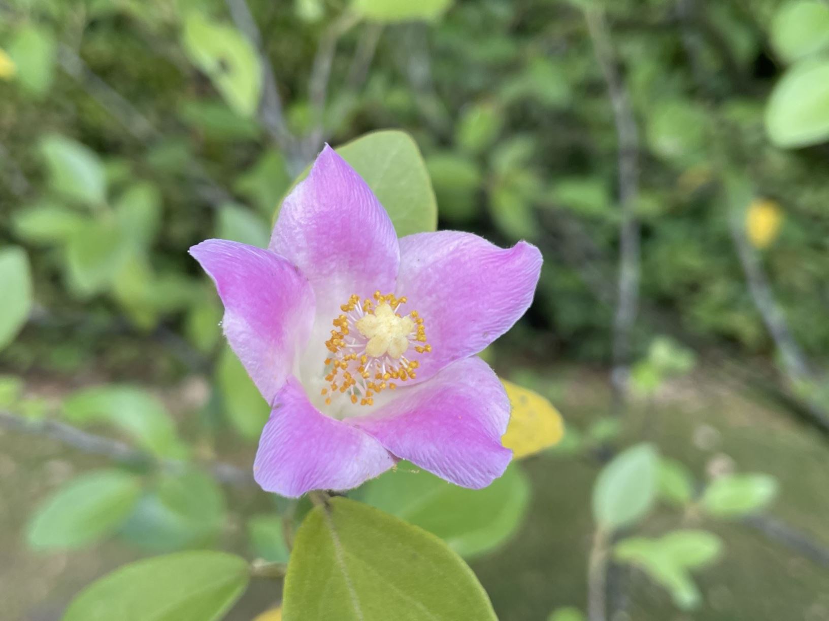 Lagunaria patersonia - Australische hibiscus, Norfolk Island hibiscus, primrose tree, cow itch tree, white oak