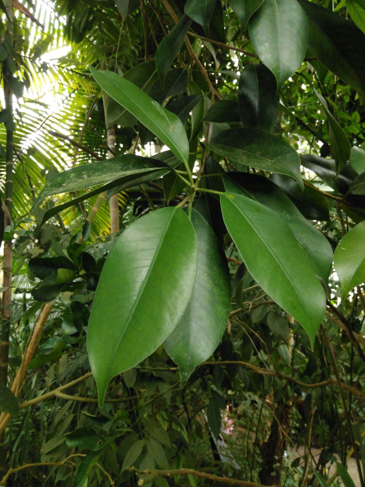Ficus stricta